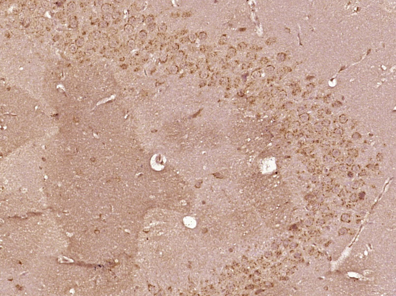 14 - SMG5 Rabbit pAb AP54916