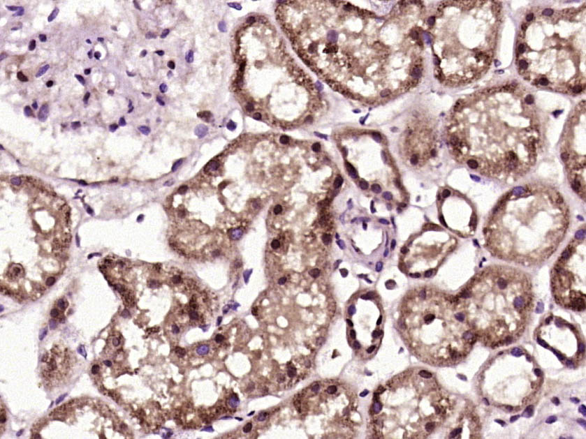 14 - PKD1L2 Rabbit pAb AP54936