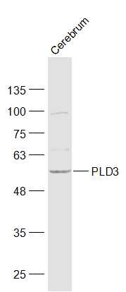 1 - PLD3 Rabbit pAb AP54943