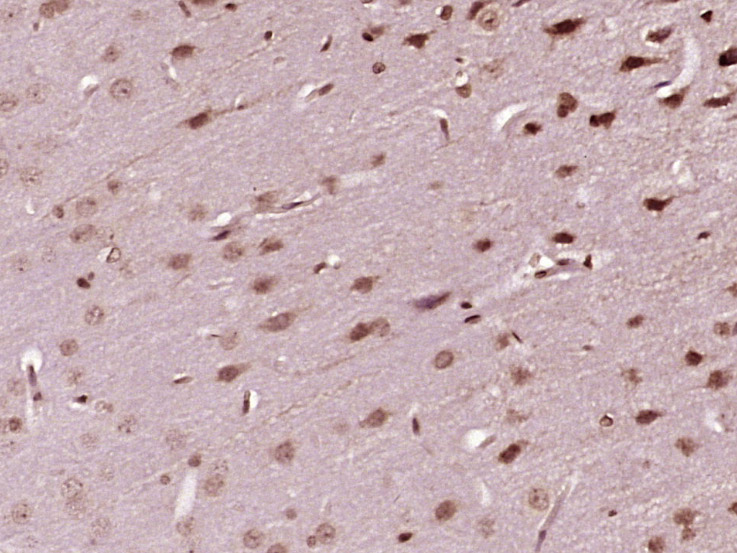 14 - PNRC2 Rabbit pAb AP54953