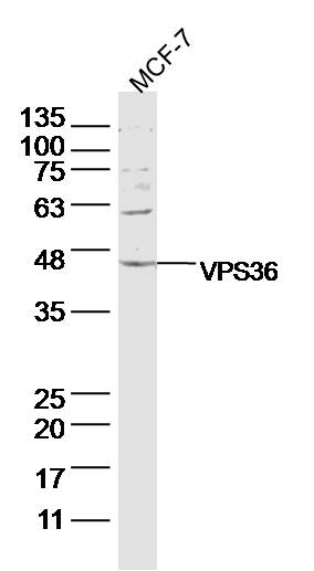 1 - VPS36 Rabbit pAb AP54963