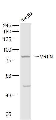 1 - VRTN Rabbit pAb AP54967
