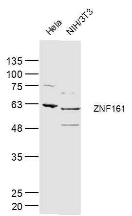 1 - ZNF161 Rabbit pAb AP54971