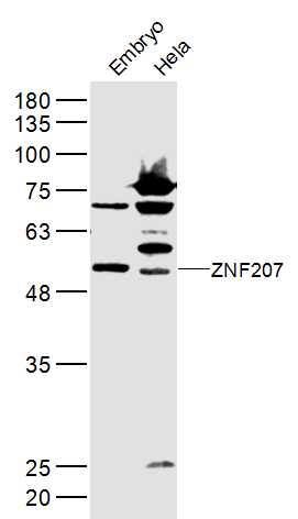 1 - ZNF207 Rabbit pAb AP54975