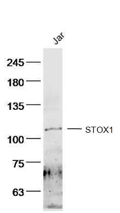 1 - STOX1 Rabbit pAb AP54982