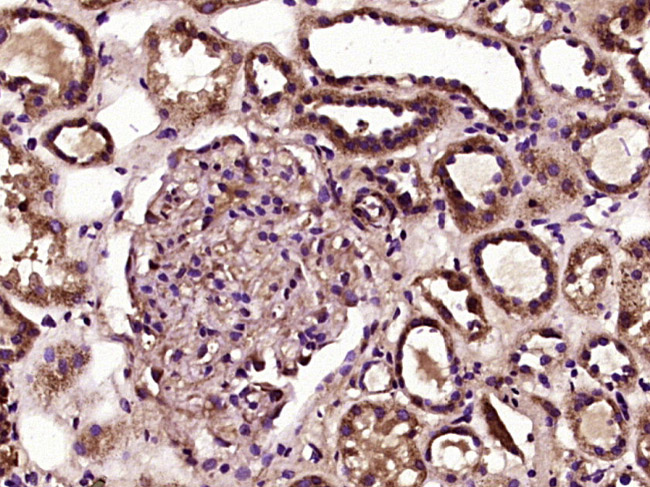 14 - STOX1 Rabbit pAb AP54982