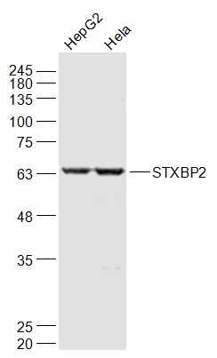 1 - STXBP2 Rabbit pAb AP54997