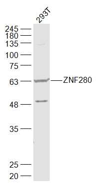 1 - SUHW1/ZNF280 Rabbit pAb AP54998