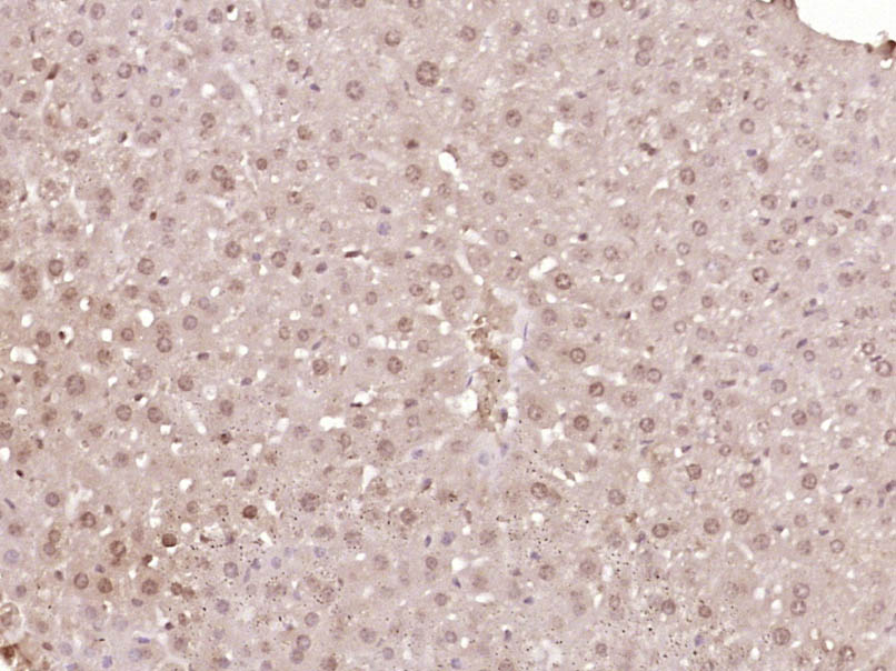 14 - BOP1 Rabbit pAb AP55009