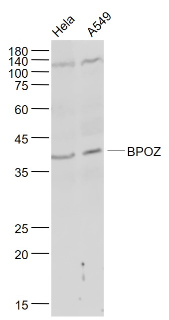 1 - BPOZ Rabbit pAb AP55011