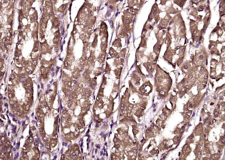14 - Cytohesin 2 Rabbit pAb AP55021
