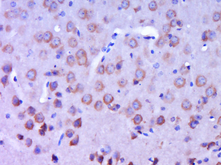14 - CSPS/MPST Rabbit pAb AP55026