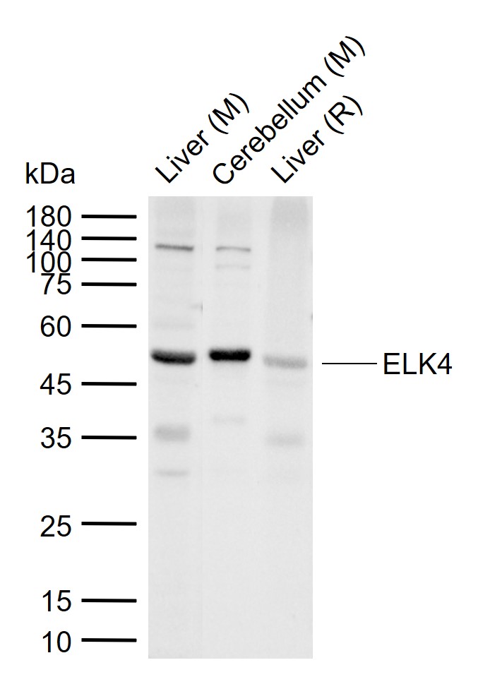 1 - ELK4 Rabbit pAb AP55053