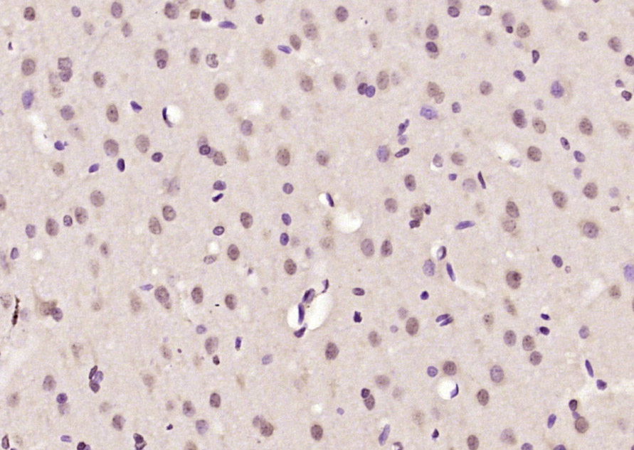 14 - ELK4 Rabbit pAb AP55053