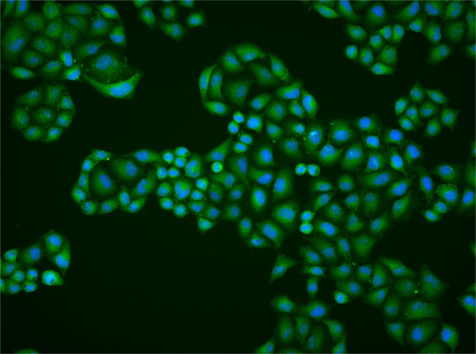 0 - Epsin 1 Rabbit pAb AP55059