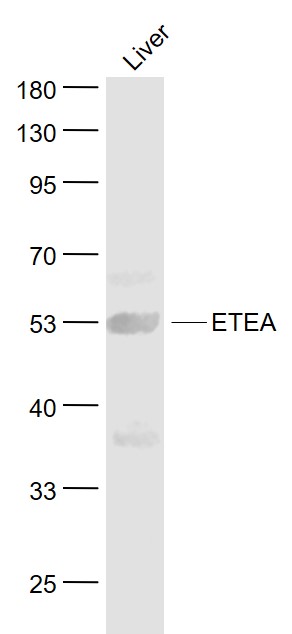 1 - ETEA Rabbit pAb AP55062