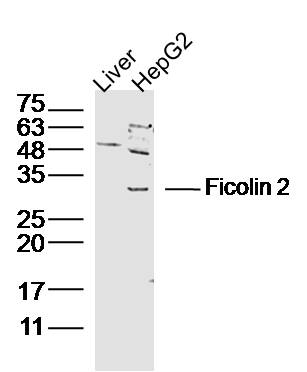 1 - Ficolin 2 Rabbit pAb AP55076