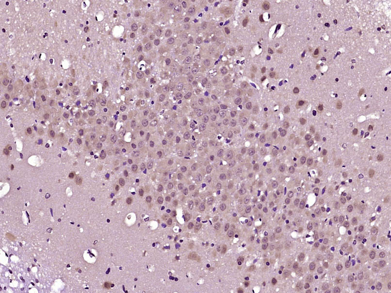 14 - FbxL4 Rabbit pAb AP55077
