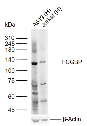 1 - FCGBP Rabbit pAb AP55078