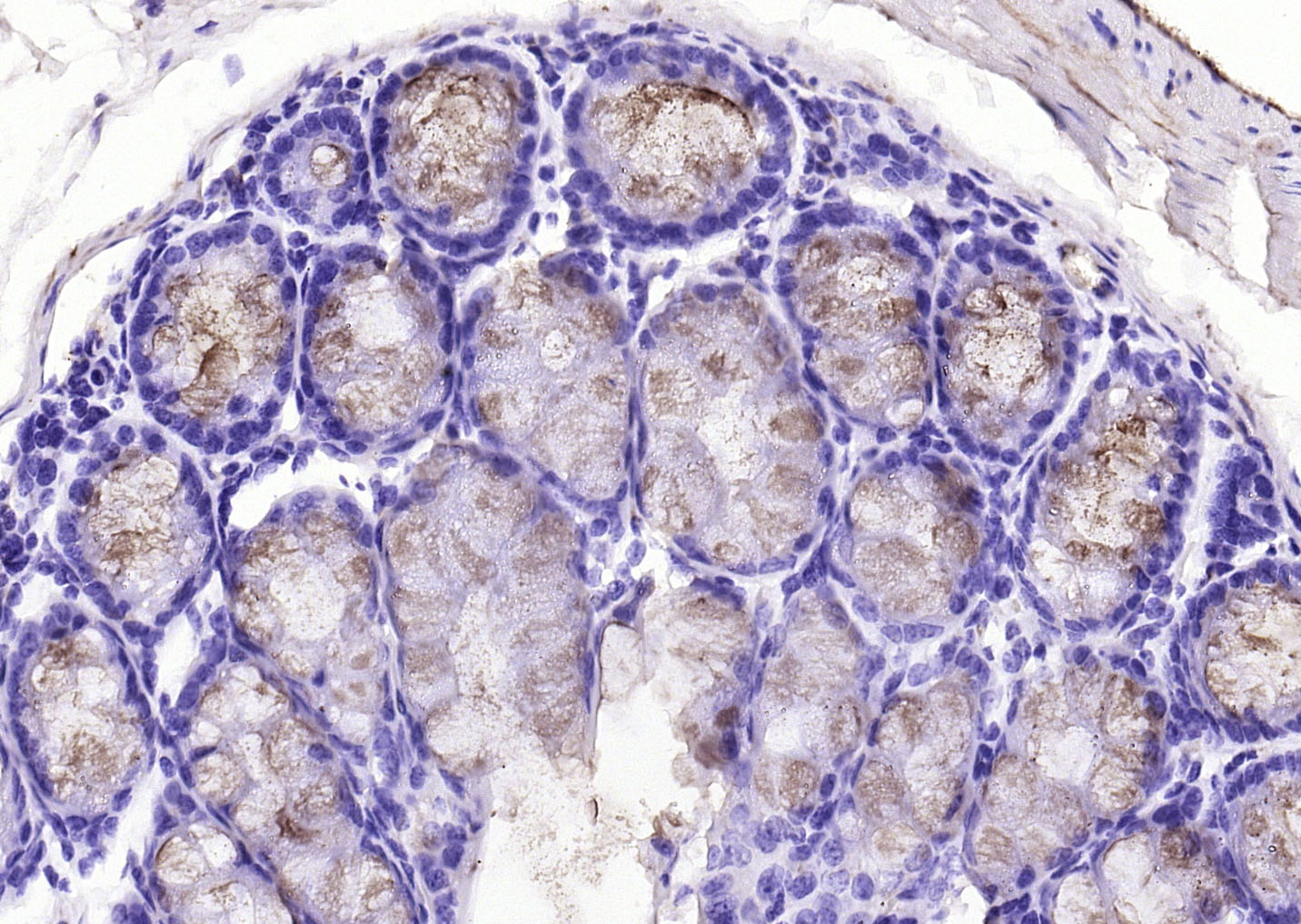 14 - FCGBP Rabbit pAb AP55078