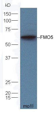 1 - FMO5 Rabbit pAb AP55084
