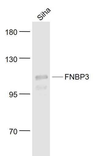 1 - FNBP3 Rabbit pAb AP55086