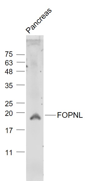 1 - FOPNL Rabbit pAb AP55089