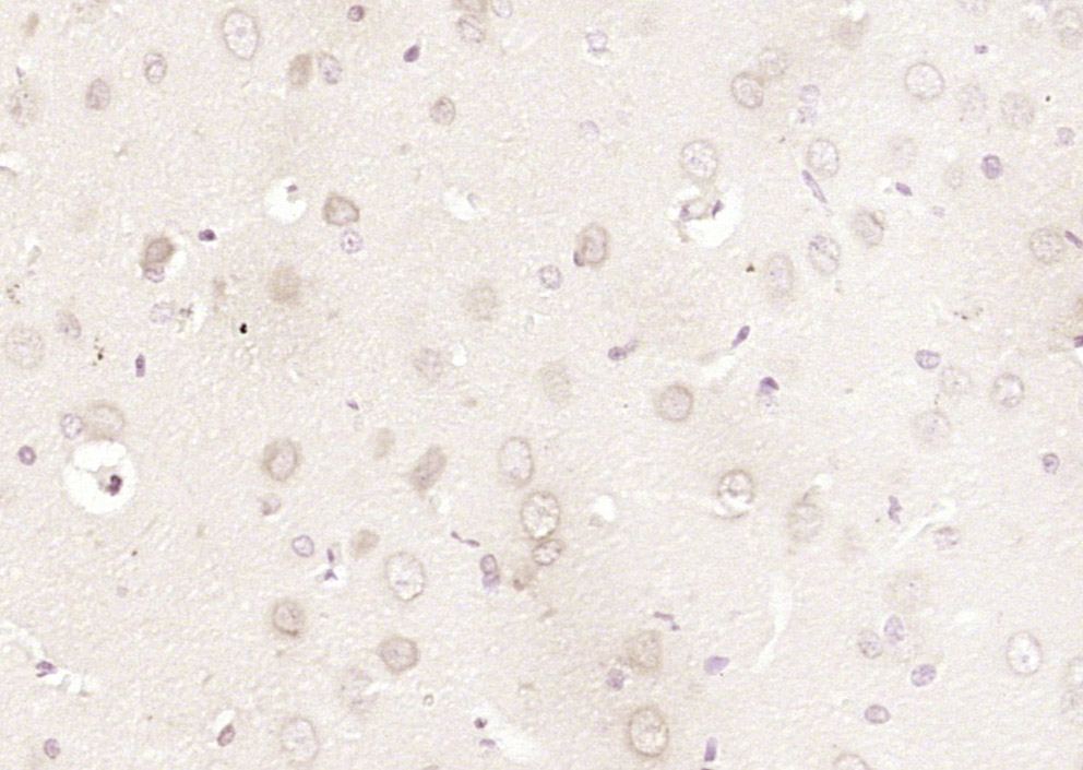 14 - FOPNL Rabbit pAb AP55089