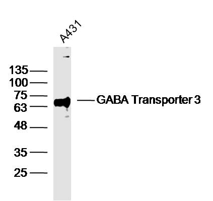 1 - GABA Transporter 3 Rabbit pAb AP55109