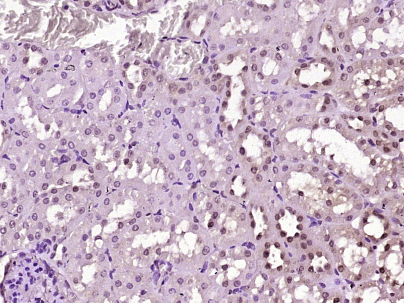 14 - GABPA Rabbit pAb AP55110