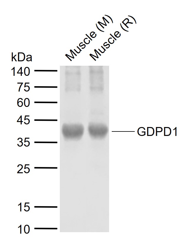 1 - GDPD1 Rabbit pAb AP55132