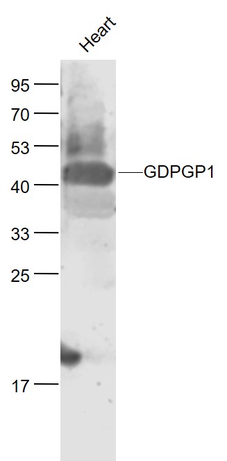 1 - GDPGP1 Rabbit pAb AP55133