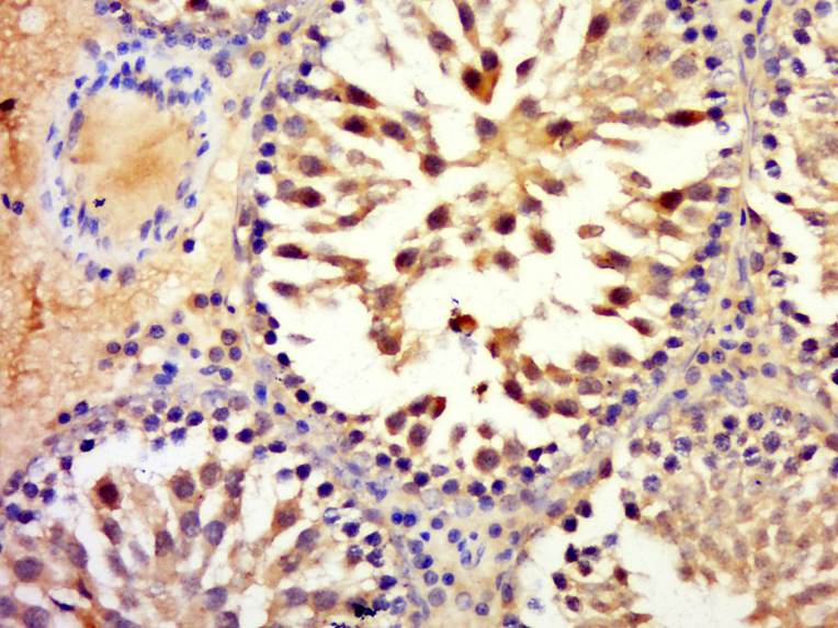 14 - GDPGP1 Rabbit pAb AP55133