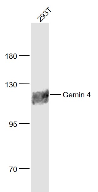1 - Gemin 4 Rabbit pAb AP55134