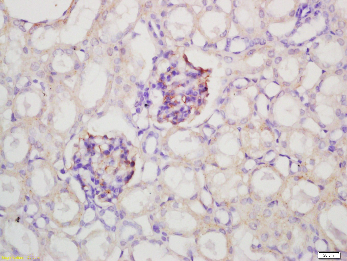 14 - GLEPP1 Rabbit pAb AP55148