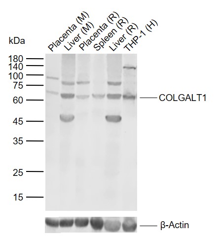 1 - COLGALT1 Rabbit pAb AP55152