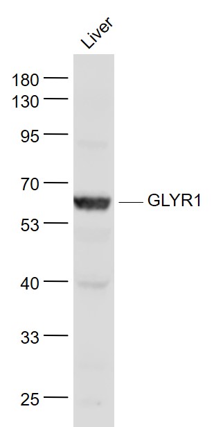 1 - GLYR1 Rabbit pAb AP55161