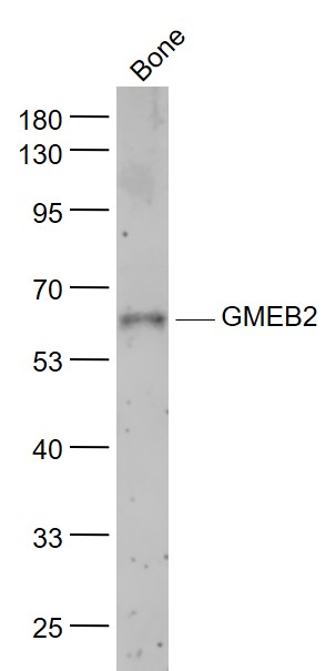 1 - GMEB2 Rabbit pAb AP55164