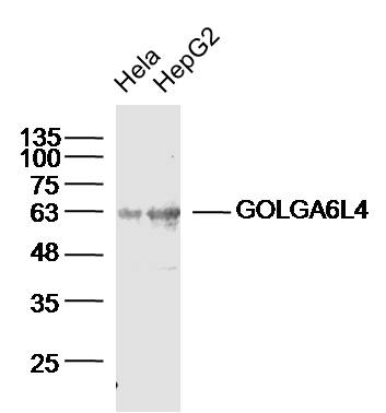 1 - GOLGA6L4 Rabbit pAb AP55176