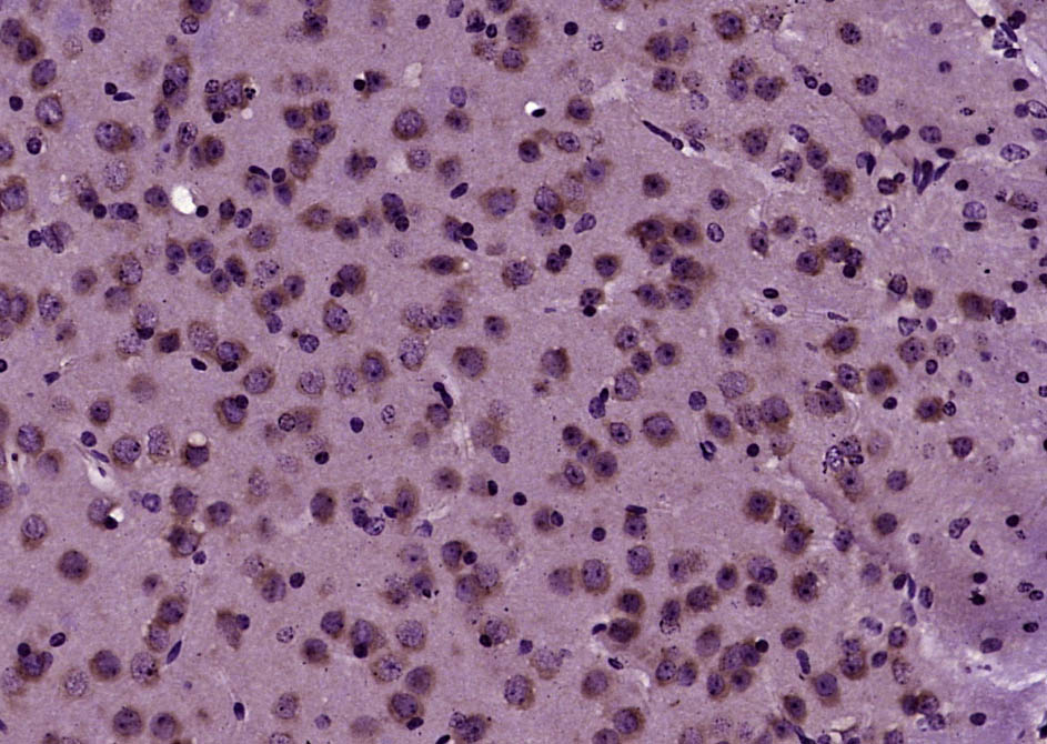 14 - GOLGA7 Rabbit pAb AP55177