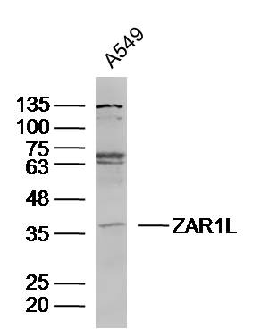 1 - ZAR1L Rabbit pAb AP55195