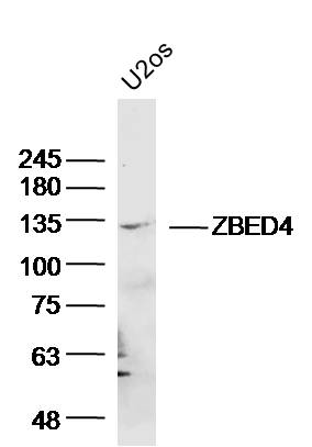 1 - ZBED4 Rabbit pAb AP55197