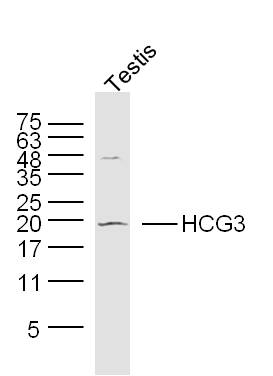 1 - HCG3 Rabbit pAb AP55219