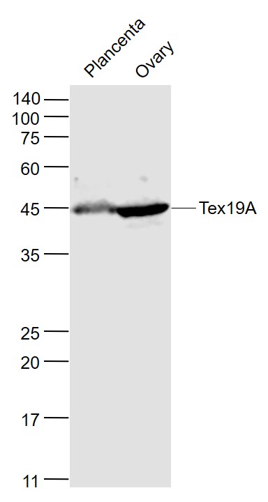 1 - Tex19A Rabbit pAb AP55220