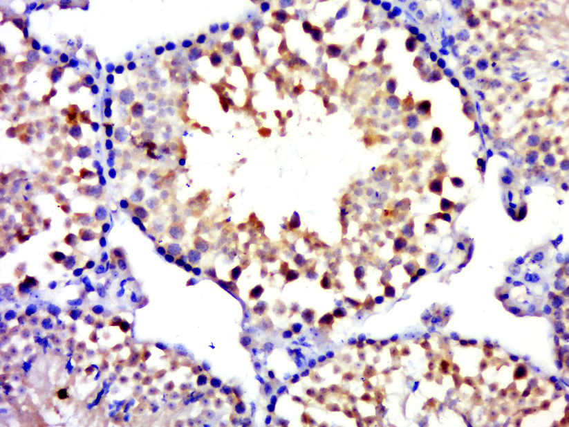 14 - MYCBPAP Rabbit pAb AP55221