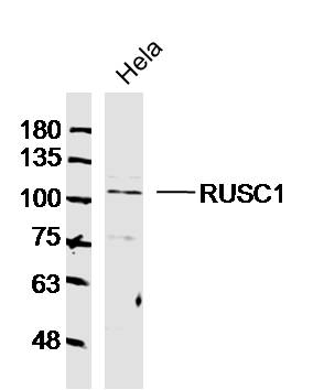 1 - RUSC1 Rabbit pAb AP55238