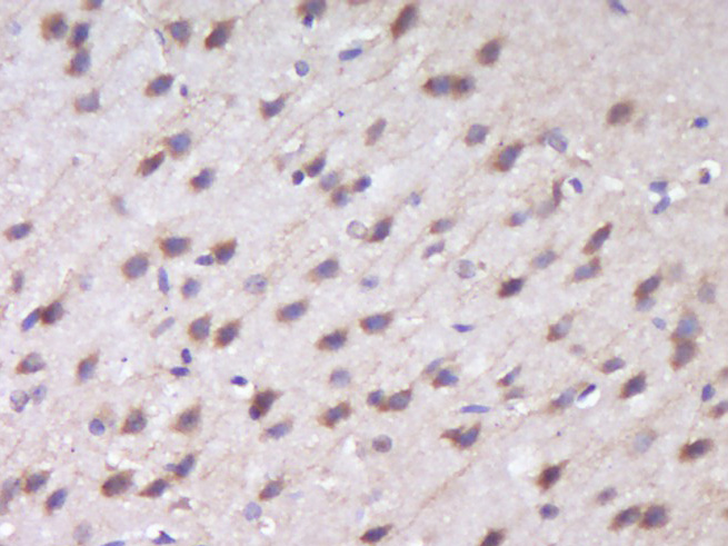 14 - RUSC1 Rabbit pAb AP55238