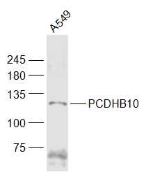 1 - PCDHB10 Rabbit pAb AP55256
