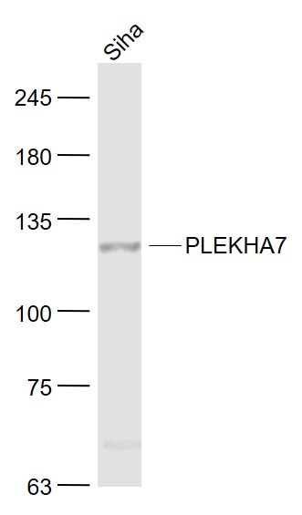 1 - PLEKHA7 Rabbit pAb AP55260