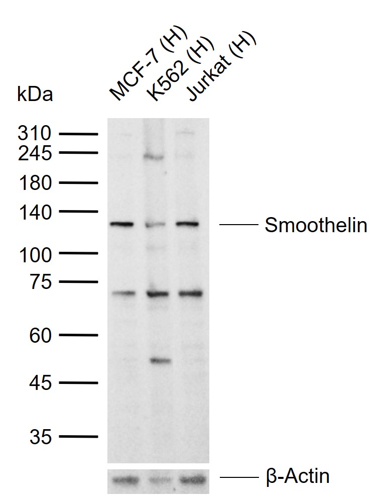 1 - Smoothelin Rabbit pAb AP55264